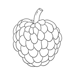 Hand drawn Custard apple Line Art Illustration