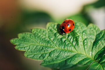 Red ladybug on a green leaf in the summer garden