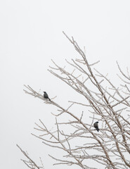 Two birds sitting on ice covered bare branches after winter storm.