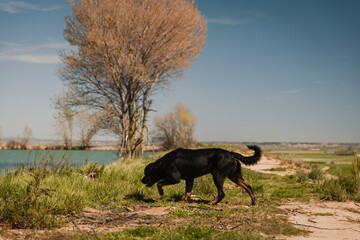 Rottweiler Dog Walking on Lake Trail in Nature