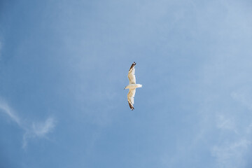 Seagull soaring high in the clear blue sky above coast