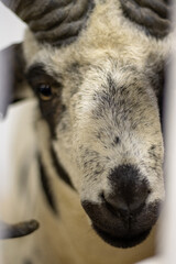 Fototapeta premium Close up of black and white Jacob ram snout with many horns.