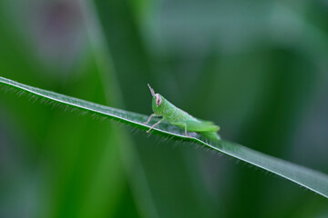 Close-up view of grasshopper on grass blade
