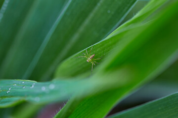 Close-up view of spider on  green leaf