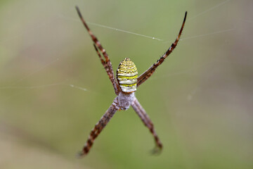 Close-up view of spider on web in forest