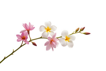Obraz premium Freesia stem with multicolored blooms, side view, photoreal detail