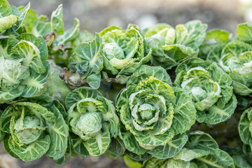 Brussels sprouts in the second year if not harvested in the first year. (Brassica oleracea).