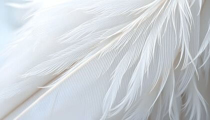 Fototapeta premium Close Up White Feather Texture Detail