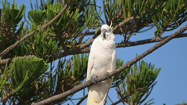 Sulphur crested cockatoo bird, Cacatua galerita, perched in pine tree, blue sky, feathers plumage, Queensland Australia	
