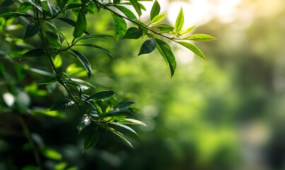 Obraz premium Vibrant Green Leaves Sunlight Nature Photography Lush Foliage Spring Summer Botanical Garden Fresh Greenery Natural Background Eco