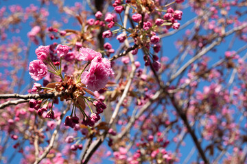 Beautiful cherry tree or sakura with blossom against a blue sky. Shallow depth of field