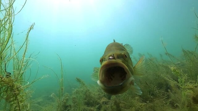Underwater close-up of a largemouth bass (Micropterus salmoides) with a visible hook wound on its face. A powerful symbol of the pain caused by catch-and-release fishing. 