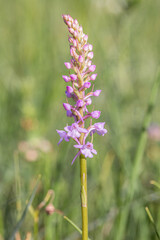Wild growing chalk fragrant orchid (Gymnadenia conopsea). Pink blossoms.