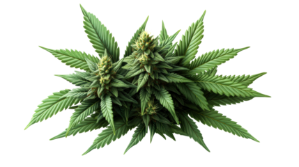 Closeup view of lush green cannabis plant with vibrant buds and detailed leaf structure on black background