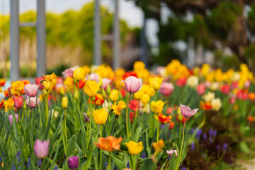 Fototapeta premium Close-up photo of colorful tulips blooming in spring