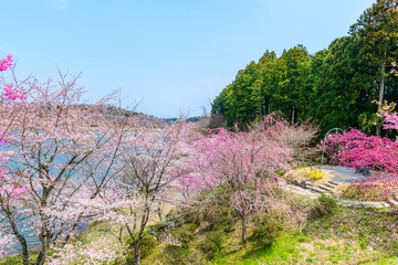 福島　右近清水　桜の穴場スポット　
