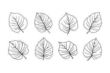Maranta line art