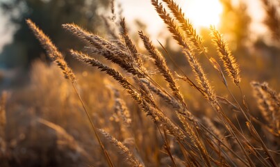Fototapeta premium Golden Wheat Field Sunset Warm Light Nature Background Autumn Season Rural Landscape Photography Golden Hour Sunbeams Meadow Grass