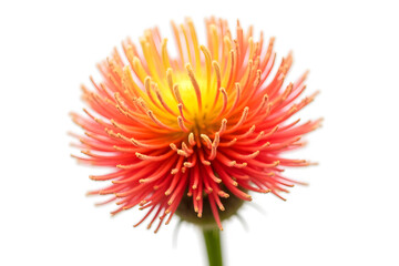 Bottlebrush flower in red and yellow, fuzzy textures, isolated