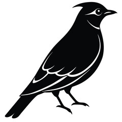 Fototapeta premium Bohemian waxwing vector silhouette single collection