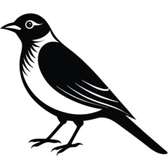 Obraz premium Bohemian waxwing vector silhouette single collection