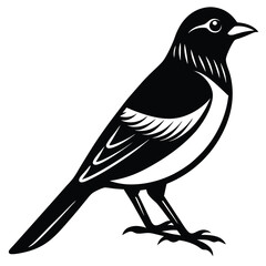 Obraz premium Bohemian waxwing vector silhouette single collection