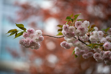 pink cherry blossom in spring