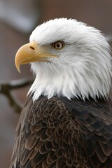 Majestic eagle resting on a branch in nature