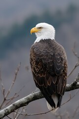 Obraz premium Majestic eagle perched on a tree branch in nature
