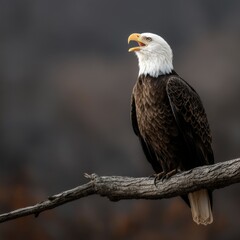 Obraz premium Bald eagle perched in nature's quiet moment
