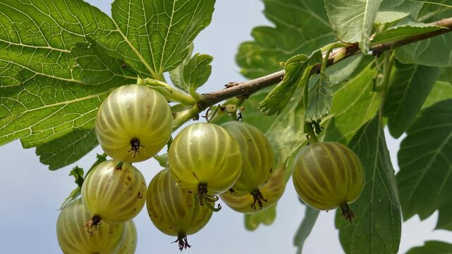 Ripening Harvest: Bunch of Greenish Fruits Hanging on a Branch Underneath Large Leaves Against a Sky