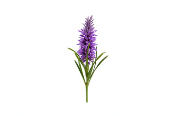 Naklejka premium Heather sprig in purple bloom, natural textures, no background