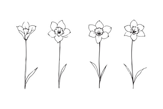 Narcissus black line art