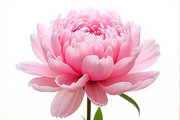 Pink peony blossom with layered ruffled petals, natural lighting