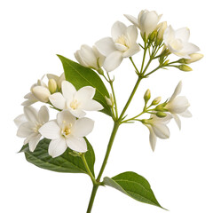 Fototapeta premium White Flowers Branch