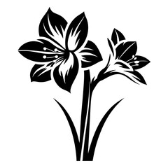 Elegant Black and White Floral Illustration of Two Amaryllis Flowers