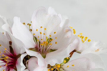 Almond blossoms in a garden in Madrid