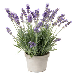 Obraz premium Lavender in a Pot