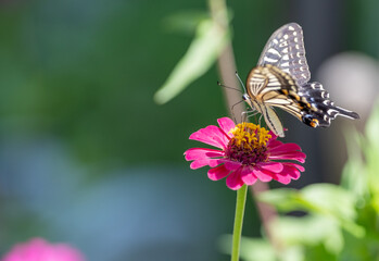 花の蜜を吸うアゲハチョウ