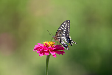 花の蜜を吸うアゲハチョウ