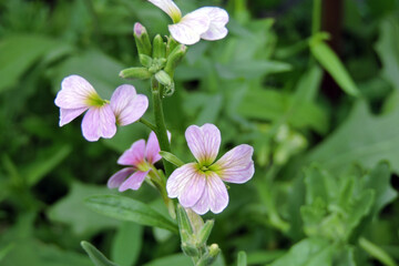 Virginia stock pink flowers in close-up, green leaves in the background