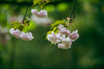 pink cherry blossom in spring