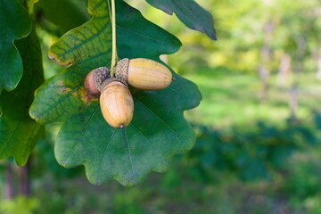 acorns and oak leaves