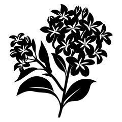 Black and white illustration of a flowering plant with many blossoms and leaves
