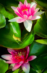 Close-Up of Two Pink Water Lilies in Small Pond