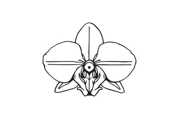 Orchid black line art