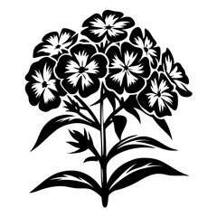 Black and White Stylized Phlox Flower Cluster Illustration Botanical Design Floral Art