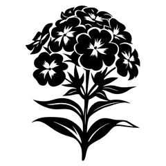 Black and White Silhouette of a Blooming Phlox Flower Cluster