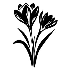 Black and White Illustration of Two Crocus Flowers with Leaves