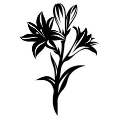 Elegant Black and White Lily Flower Illustration Botanical Design